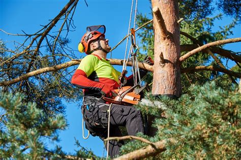 Tree Lopping .